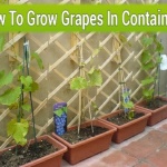 How To Grow Grapes In Containers