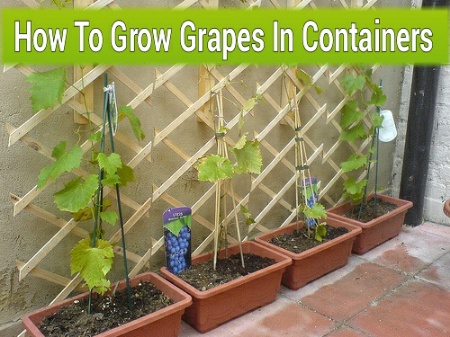 How To Grow Grapes In Containers
