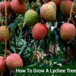 How To Grow A Lychee Tree From Seed