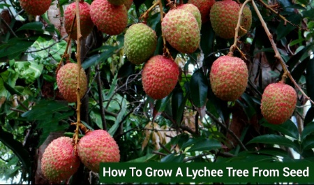 How To Grow A Lychee Tree From Seed