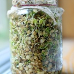 How To Sprout Lentils For Your Chickens