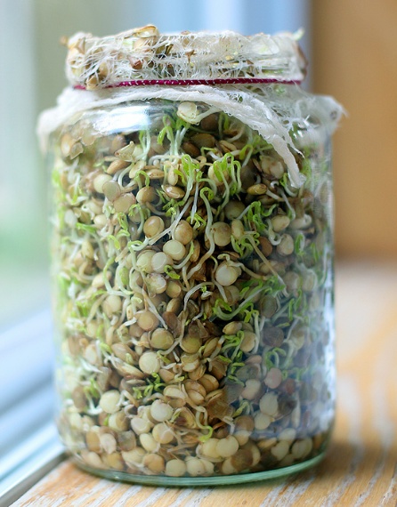How To Sprout Lentils For Your Chickens