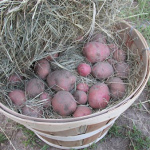 Storing Potatoes From Your Garden