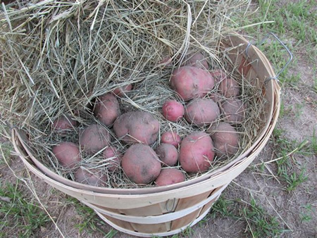 Storing Potatoes From Your Garden