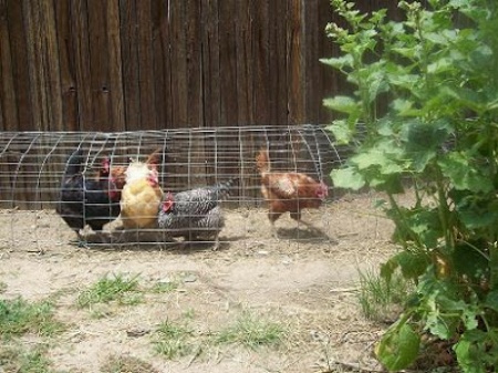 DIY Chicken Tunnel