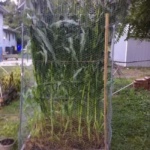 Sweet Corn Square Foot Gardening