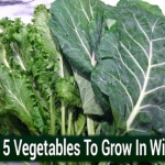 Winter Vegetable Gardening