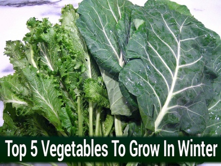 Winter Vegetable Gardening