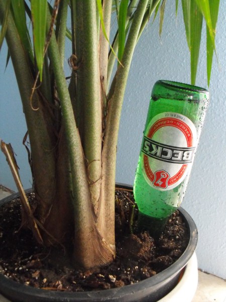 DIY Old Beer Bottle Plant Waterer