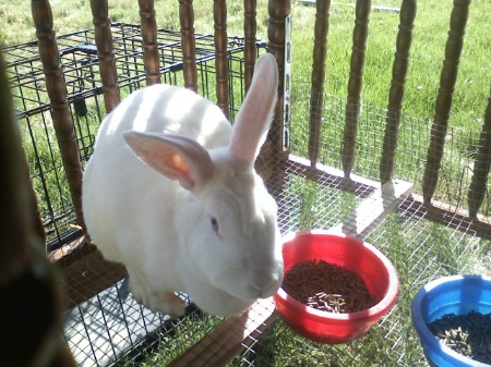 DIY Old Baby Crib Rabbit Hutch
