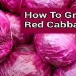 Growing Red Cabbage