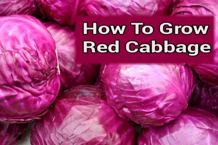 Growing Red Cabbage