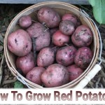 Growing Red Potatoes