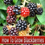 How To Grow Blackberries