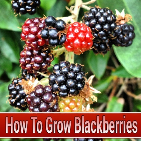 How To Grow Blackberries