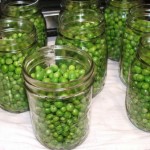 Canning Green Peas