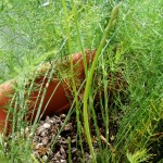 How To Grow Aspargus In Containers