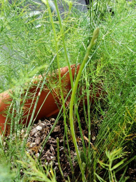 How To Grow Aspargus In Containers