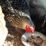Homemade Chicken Oatmeal Recipe