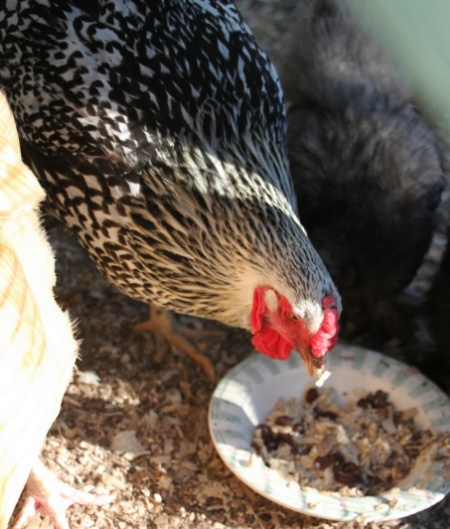 Homemade Chicken Oatmeal Recipe