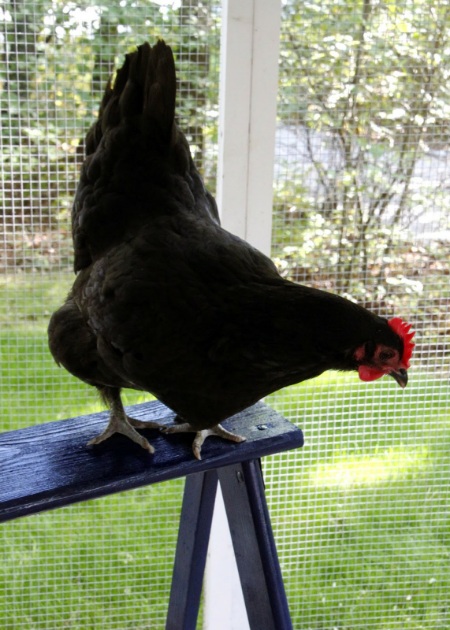 DIY Chicken Coop Ladder