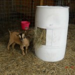 DIY Plastic Drum Goat Hay Feeder