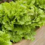 Growing Lettuces On Your Windowsill