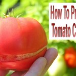 How To Prevent Tomato Cracks