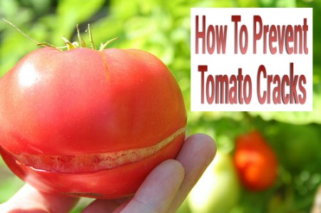 How To Prevent Tomato Cracks