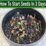 How To Start Seeds In 3 Days