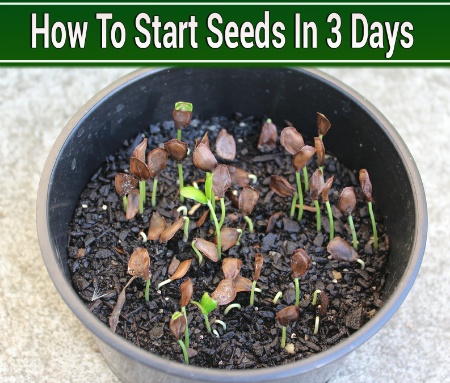 How To Start Seeds In 3 Days