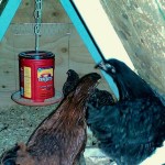 DIY Hanging Plastic Coffee Can Chicken Feeder