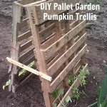 DIY Wood Pallet Pumpkin Trellis