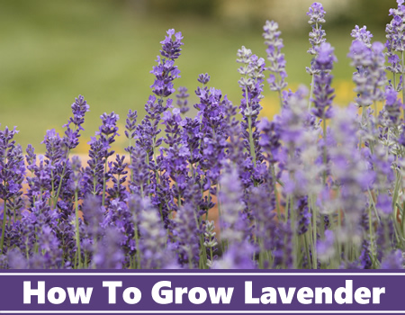 How To Grow Lavender