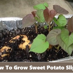 How To Grow Sweet Potato Slips From Soil