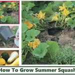 How To Grow Summer Squash
