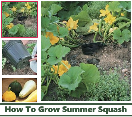 How To Grow Summer Squash