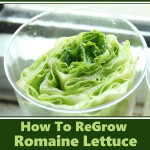 How To ReGrow Romaine Lettuce