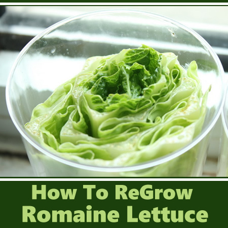 How To ReGrow Romaine Lettuce