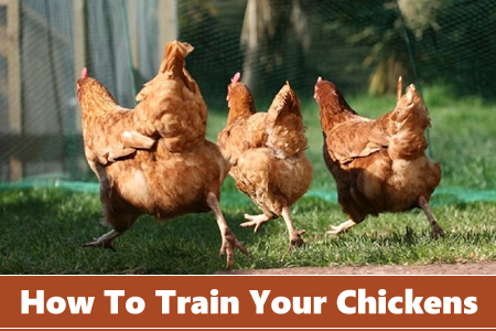 How To Train A Chicken