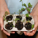 DIY Egg Carton Herb Garden