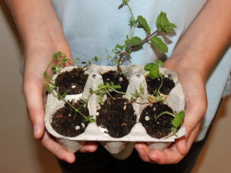 DIY Egg Carton Herb Garden