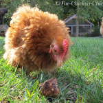 Homemade Chicken Molt Muffins Recipe