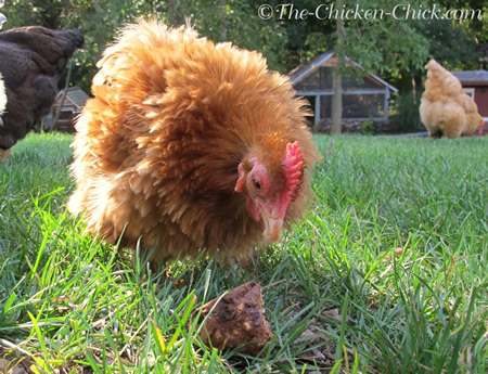 Homemade Chicken Molt Muffins Recipe