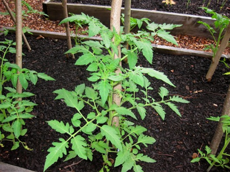 How To DeSucker Tomato Plants