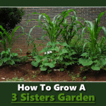 Planting A Three Sisters Garden