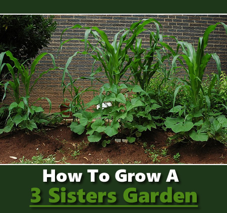 Planting A Three Sisters Garden