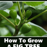Planting Fig Trees