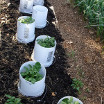 How To Grow Potatoes In Buckets