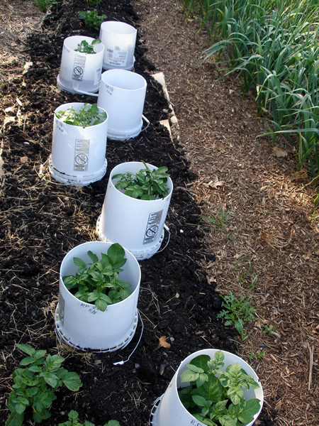 How To Grow Potatoes In Buckets